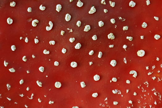 close up of red and white fly amanita