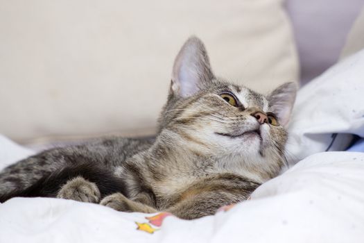 little kitten