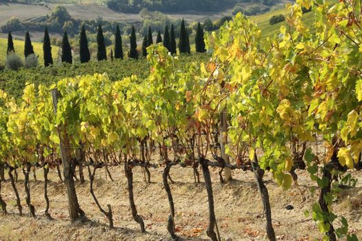 vineyards in beautiful autumnal colors in Tuscany, Italy