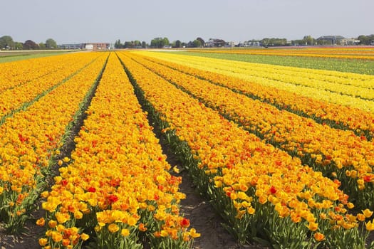 colored tulip field in the Netherlands 
