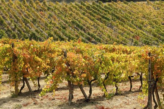 golden yellow and orange colors of autumnal vineyards in famous Chianti region in Tuscany, Italy, Europe