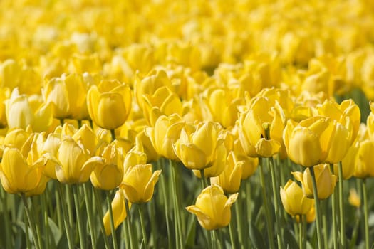A spring field with yellow tulips in the Netherlands