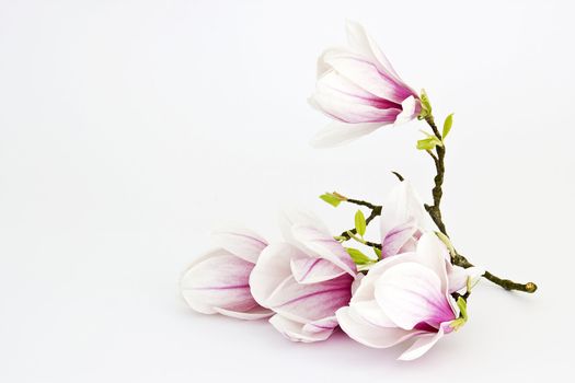 magnolia flower