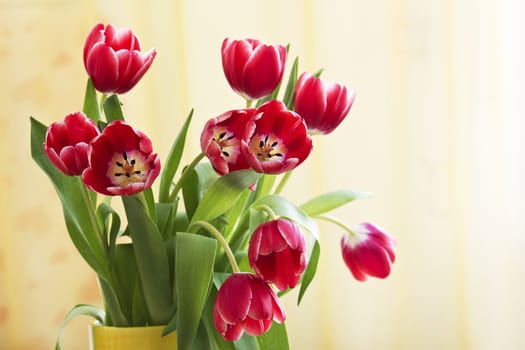 bunch of red tulips 