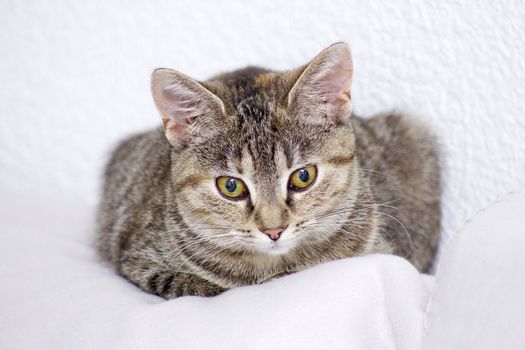 little kitten
