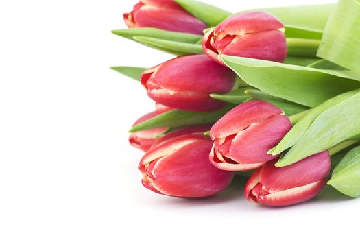 bouquet of fresh tulips