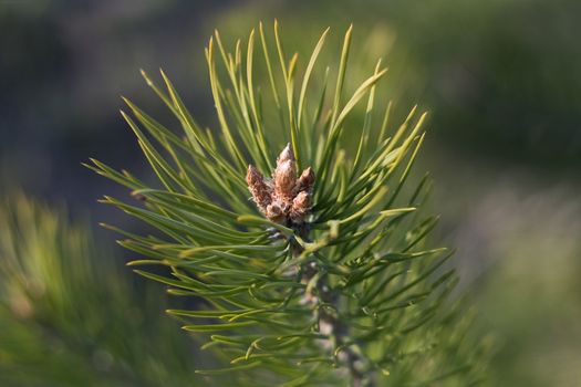 Baby pine cones on a pine branch