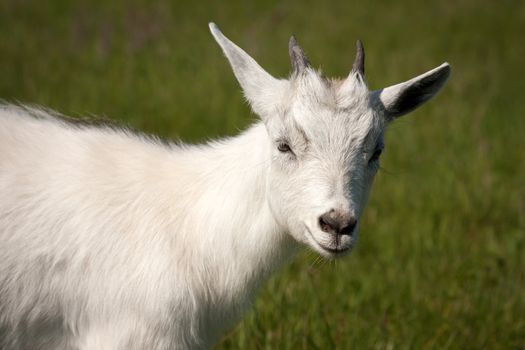 Cute white horned goat kid animal livestock mammal
