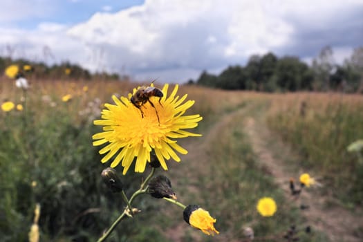 Bee on yellow flower on a summer day
