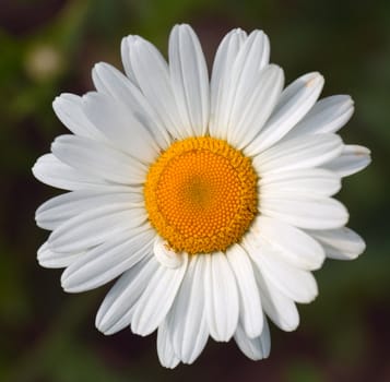 White flower