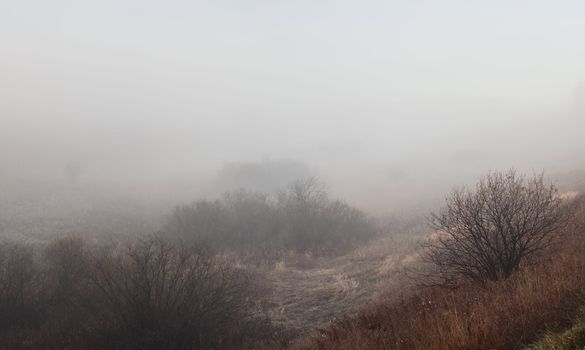 morning mist in autumn forest