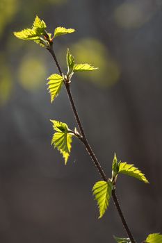 the first spring leaves - shallow depth of field
