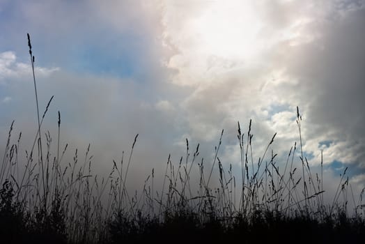 Silhouette of a grass on a background of the sky with clouds