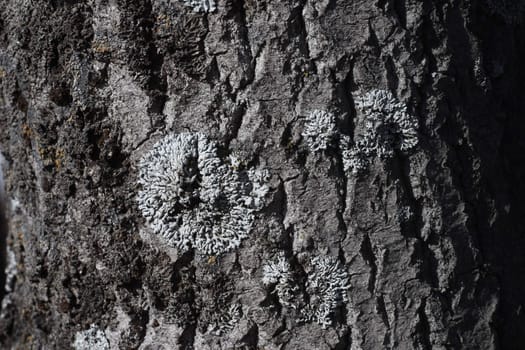 Gray lichen growing on tree trunk