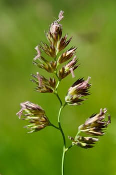 Blade stalk on a green background