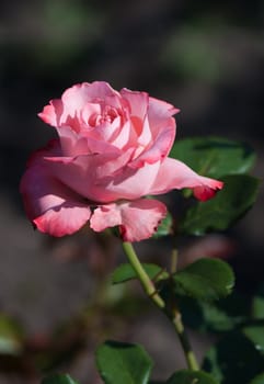 A beautiful rose growing in the garden
