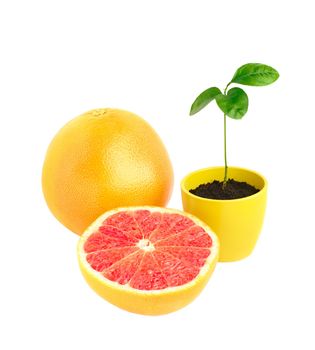 still life grape-fruit and citrus tree rostock in pot 