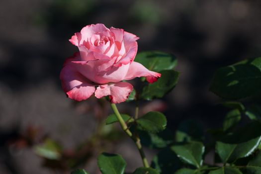 A beautiful rose growing in the garden
