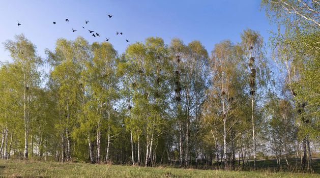 A colony of rooks in the nesting period