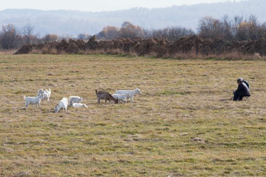 Two elderly men herding goats