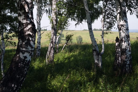 edge of a birch forest on a warm summer day