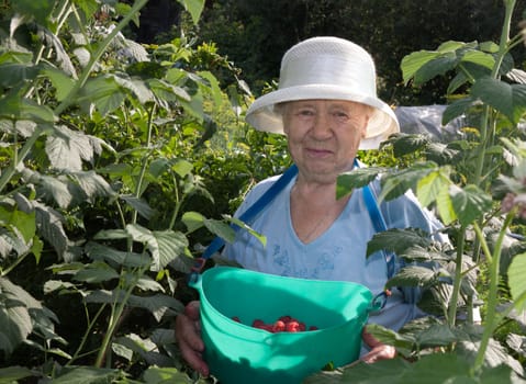 an elderly woman collects raspberries in the garden