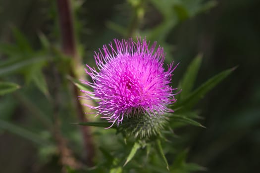 Beautiful flower thistle closeup