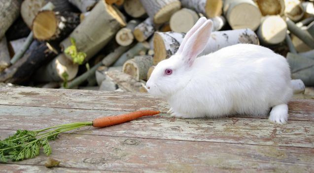 white cony and carrot