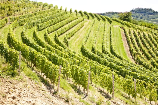 Barbera vineyard during spring season, Monferrato area, Piedmont region, Italy
