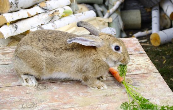 rabbit seats and champs carrot haulm 