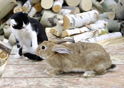 cat keeps company with rabbit 