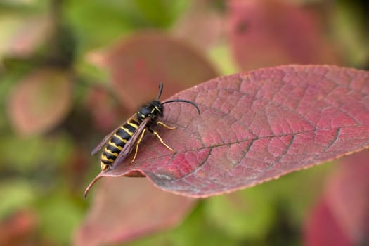 Wasp sitting on a red sheet