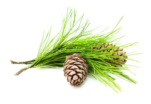 cedar branch with two cedar cones on white