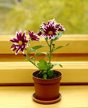 flower chrysanthemum mix in pot on window sill