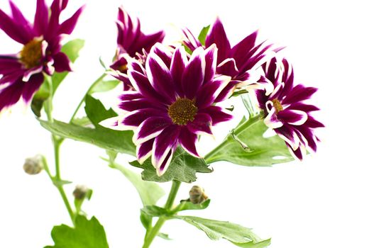 flowers chrysanthemum mix on white isolated 