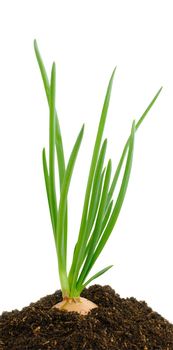 oniony bulb with green spears in earth on white