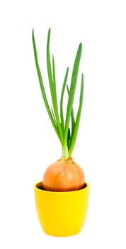 oniony bulb with green spears in pot on white