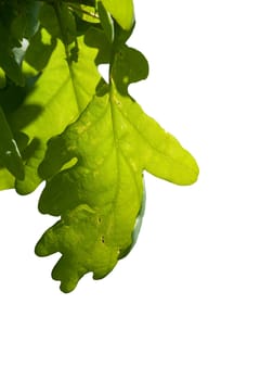 Oak leaves isolated on white background