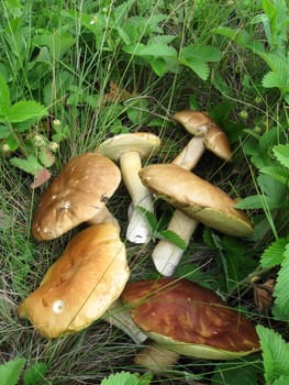 mushroom lie on green gass