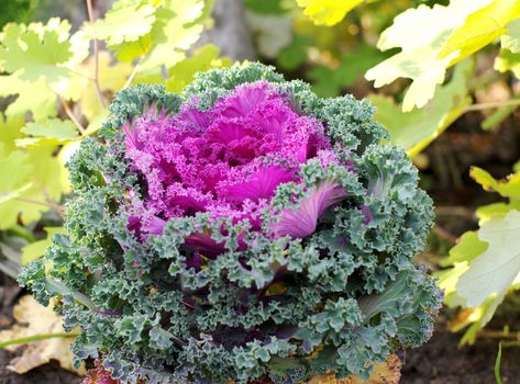 cabbage vegetable curly
( Brassica oleracea var. acephala )