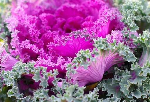 cabbage vegetable curly
( Brassica oleracea var. acephala)