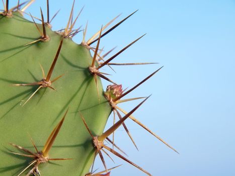 Opuntia cactus with flower bud and thorns on green leaf