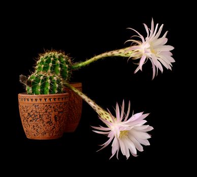 two blooming cactuses echinopsis hybrid  on black 