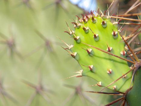 Closeup thorns of Opuntia cactus with green leaflet