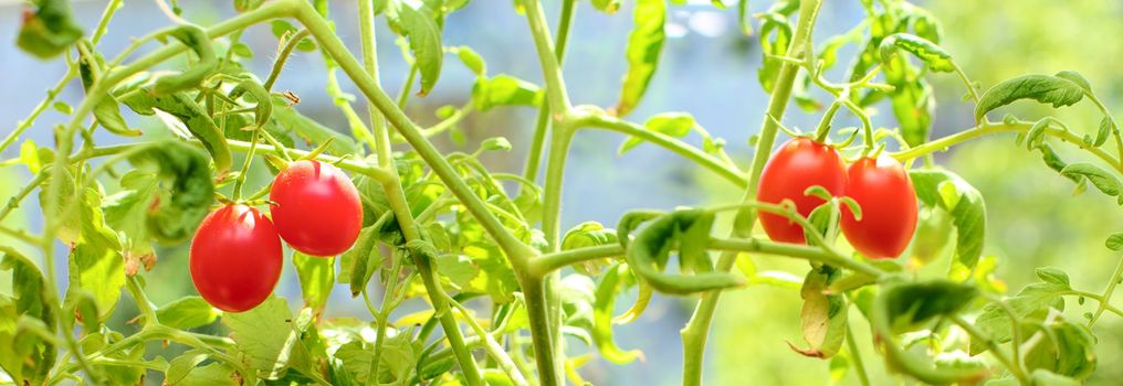 red small tomatoes hang on branches