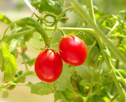  red small tomatoes on branch