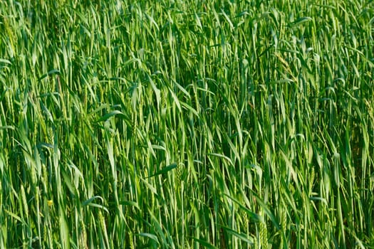 green ear wheat