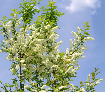 blooming  bird cherry tree brunch on blue sky 