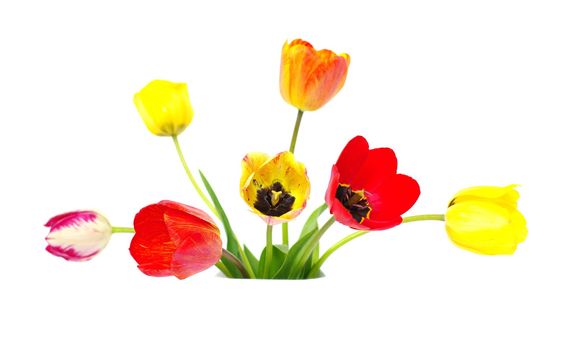 posy of colourfull tulips on white isolated