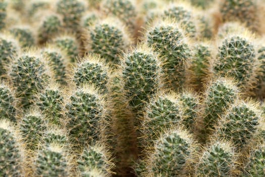 Green nature desert thorn cactus plant background